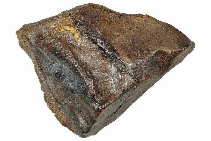 Fossil Triceratops Shed Tooth - Wyoming #358172